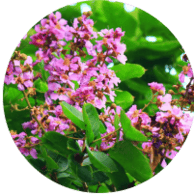 DentaSmile Pro Review 2026: Does This Dental Supplement Really Work? ingredient 6