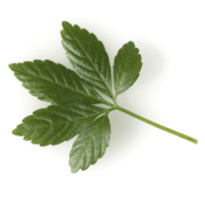 DentaSmile Pro Review 2026: Does This Dental Supplement Really Work? ingredient 7