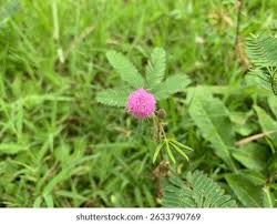 DentiCore Review 2026: Does This Oral Health Supplement Really Work? Natural Plant Compounds