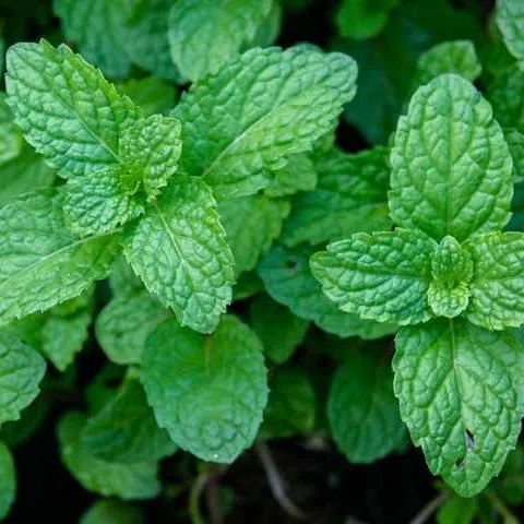 DentiCore Review 2026: Does This Oral Health Supplement Really Work? Peppermint Extract